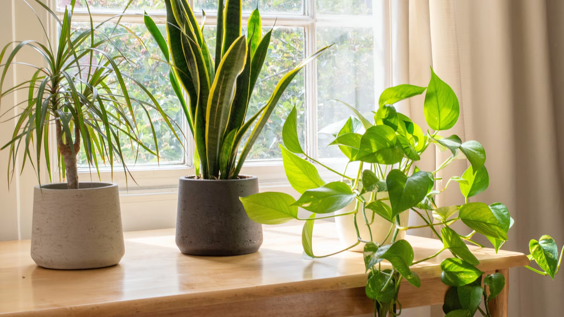 How a Few Plants Can Refresh Your Entire Home