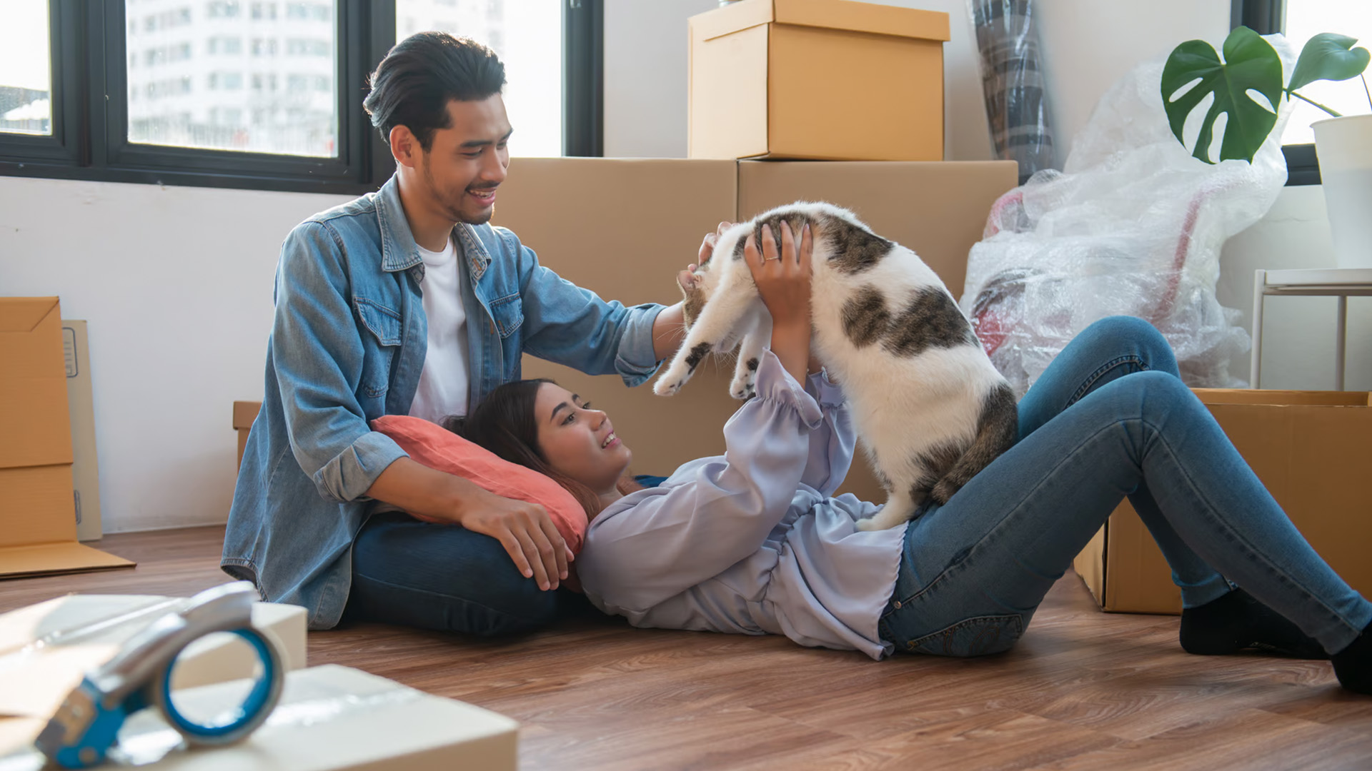 Keep Your Cats Happy During a Move